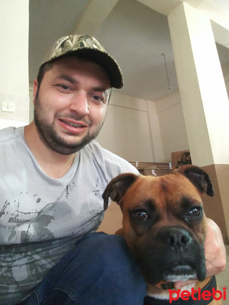 Amerikan Bulldog, Köpek  Ateş fotoğrafı
