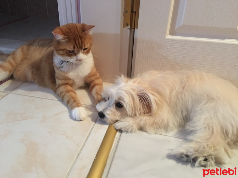 Maltese, Köpek  LOKUM fotoğrafı