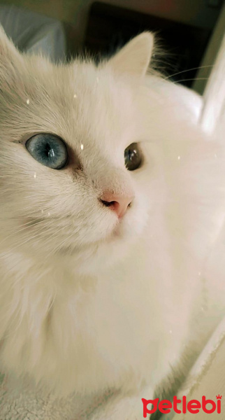 Van Kedisi, Kedi  Melodi fotoğrafı