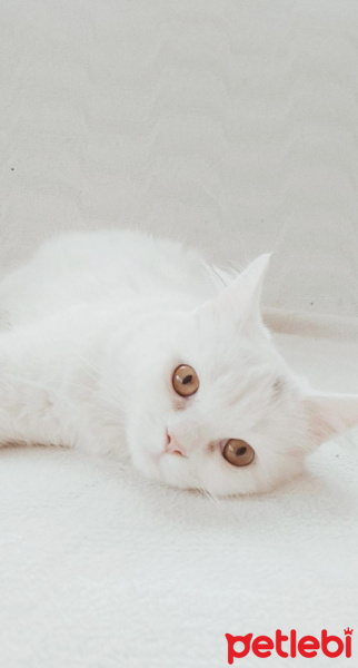 Van Kedisi, Kedi  Melodi fotoğrafı