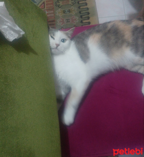 Tekir Kedi, Kedi  Nunu fotoğrafı