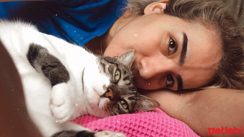 Tekir Kedi, Kedi  Sıdıka fotoğrafı