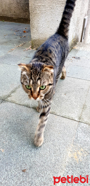 Scottish Fold, Kedi  Lina fotoğrafı