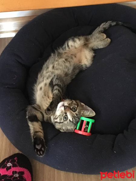 Tekir Kedi, Kedi  MAYA fotoğrafı