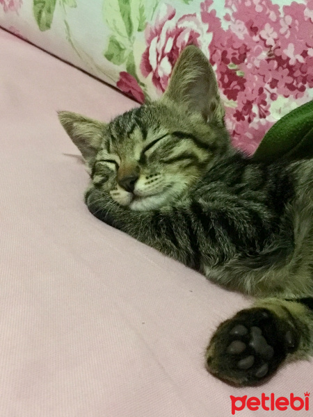 Tekir Kedi, Kedi  MAYA fotoğrafı