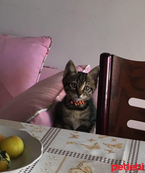Tekir Kedi, Kedi  MAYA fotoğrafı