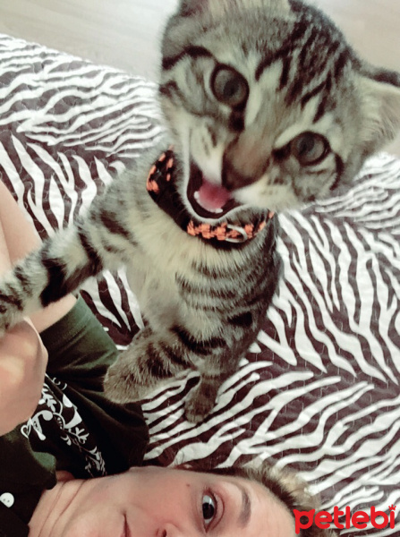 Tekir Kedi, Kedi  MAYA fotoğrafı