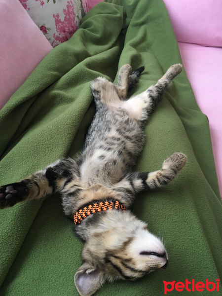 Tekir Kedi, Kedi  MAYA fotoğrafı