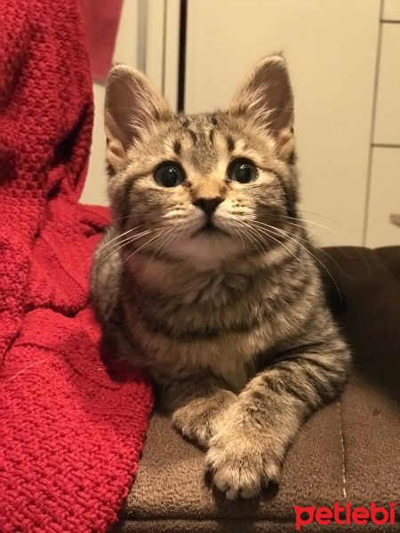 Tekir Kedi, Kedi  Yosun fotoğrafı