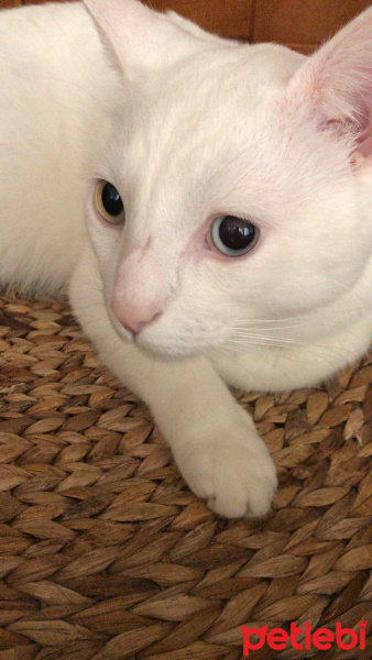 Van Kedisi, Kedi  Pati fotoğrafı
