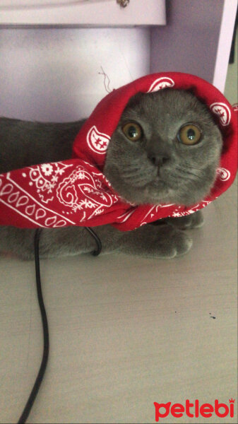 British Shorthair, Kedi  Ege fotoğrafı