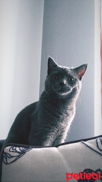 British Shorthair, Kedi  Ege fotoğrafı