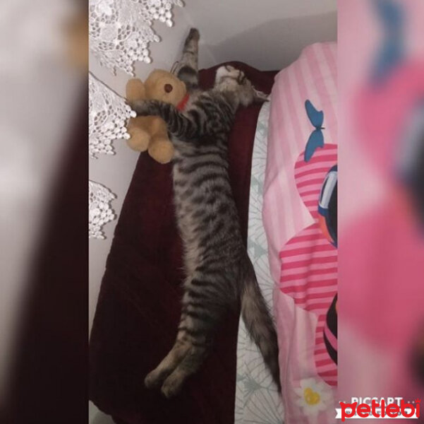 Tekir Kedi, Kedi  Karam fotoğrafı