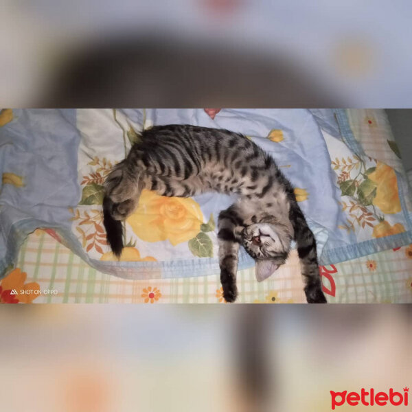 Tekir Kedi, Kedi  Karam fotoğrafı