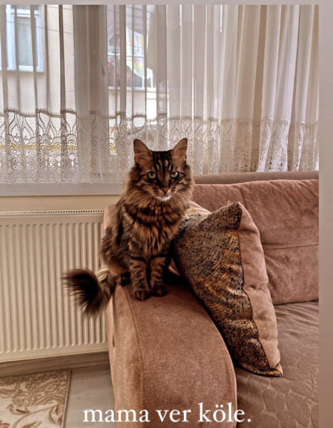 Tekir Kedi, Kedi  Karam fotoğrafı