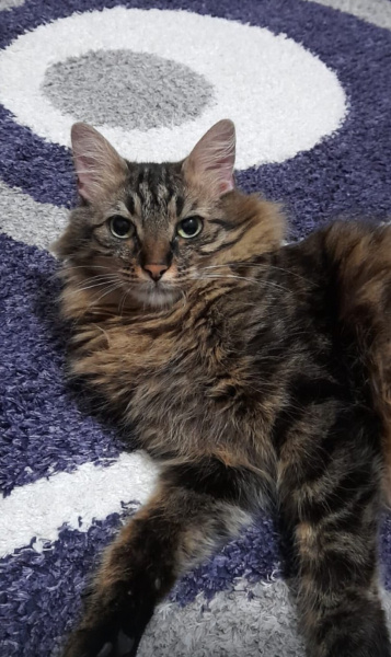 Tekir Kedi, Kedi  Karam fotoğrafı