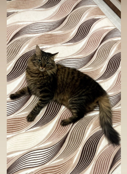Tekir Kedi, Kedi  Karam fotoğrafı