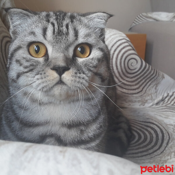 Scottish Fold, Kedi  Cesur fotoğrafı