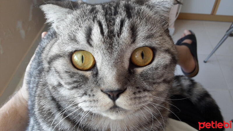 Scottish Fold, Kedi  Cesur fotoğrafı