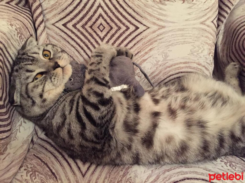 Scottish Fold, Kedi  Cesur fotoğrafı