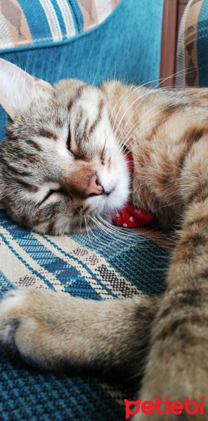 Tekir Kedi, Kedi  Pipet fotoğrafı