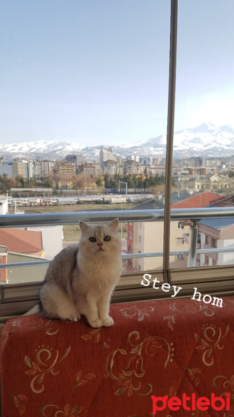Scottish Fold, Kedi  Eşref fotoğrafı