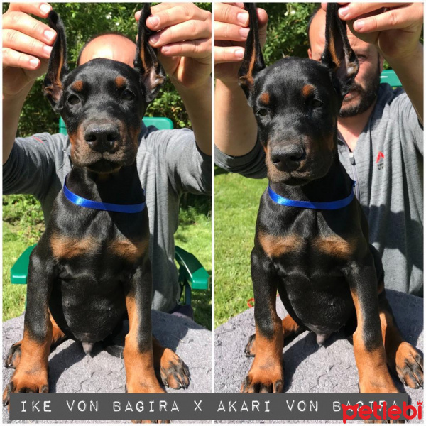 Doberman Pinscher, Köpek  Arlo fotoğrafı