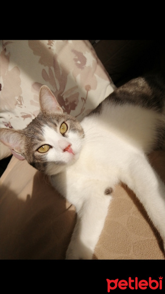 Tekir Kedi, Kedi  Leo fotoğrafı