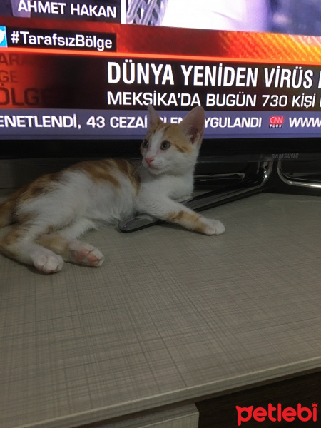 Sarman, Kedi  Uslu fotoğrafı