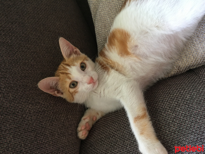 Sarman, Kedi  Uslu fotoğrafı