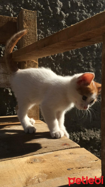 Tekir Kedi, Kedi  Odin fotoğrafı