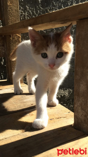 Tekir Kedi, Kedi  Odin fotoğrafı