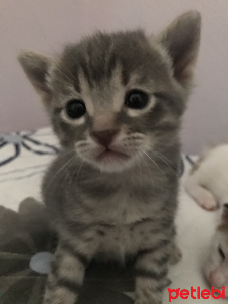 Tekir Kedi, Kedi  Duman fotoğrafı
