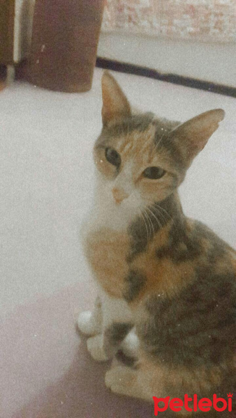 Tekir Kedi, Kedi  Miela fotoğrafı