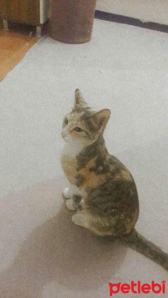 Tekir Kedi, Kedi  Miela fotoğrafı