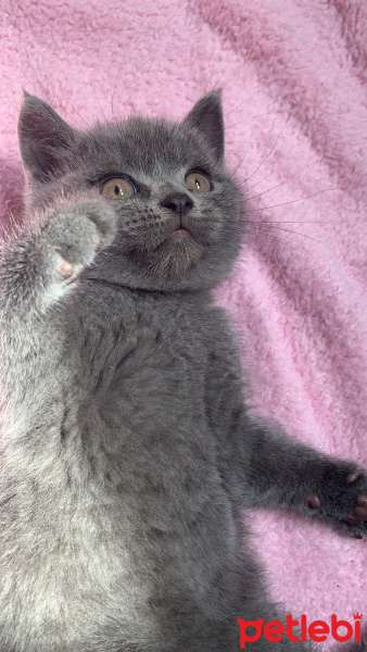 British Shorthair, Kedi  Pişi fotoğrafı