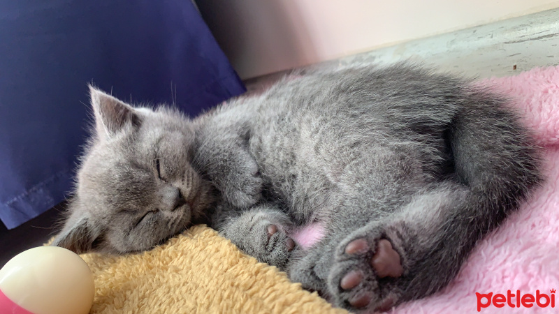 British Shorthair, Kedi  Pişi fotoğrafı