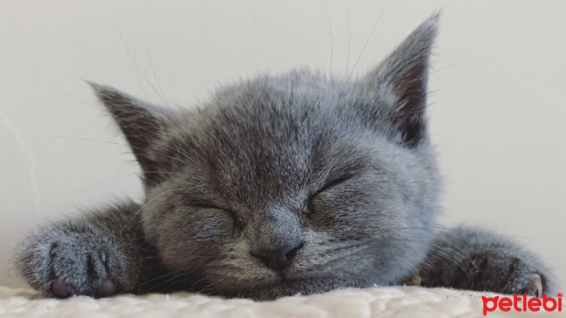 British Shorthair, Kedi  Pişi fotoğrafı