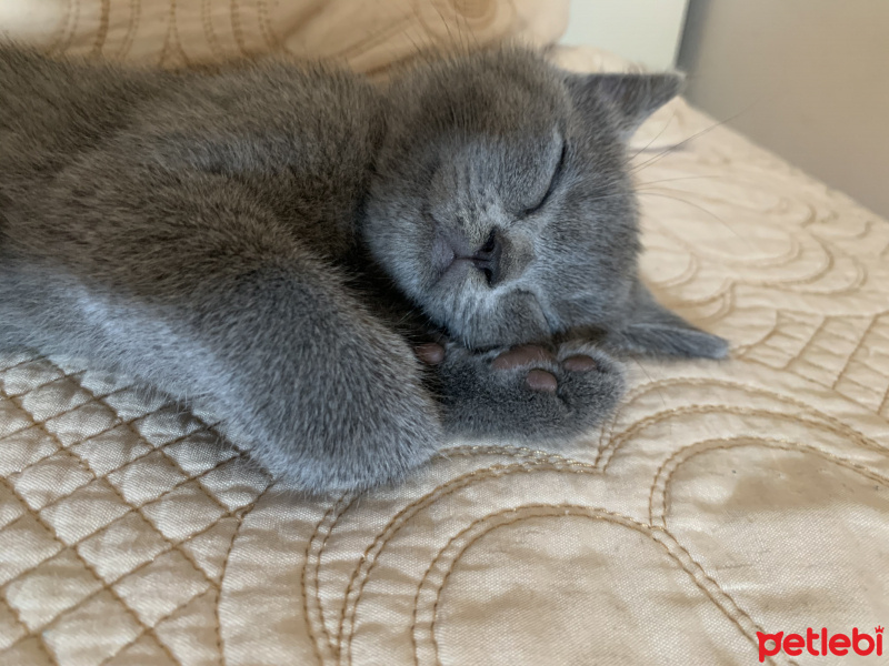 British Shorthair, Kedi  Pişi fotoğrafı