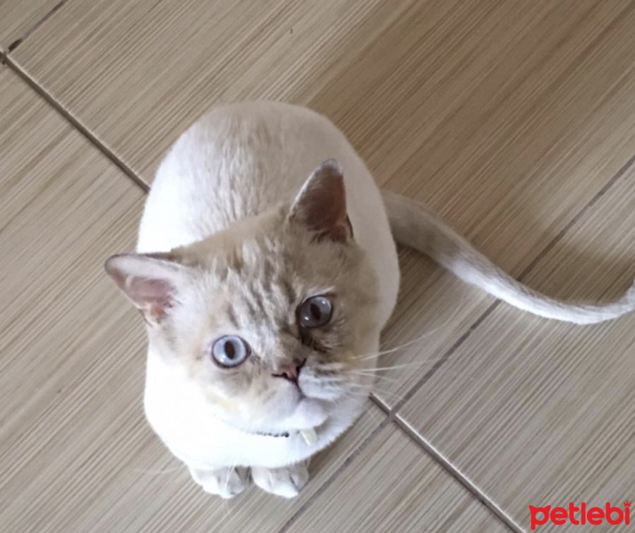 British Shorthair, Kedi  Sahlep fotoğrafı