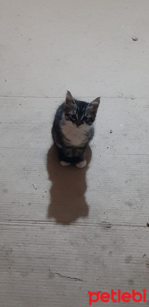 York Chocolate, Kedi  Mars fotoğrafı