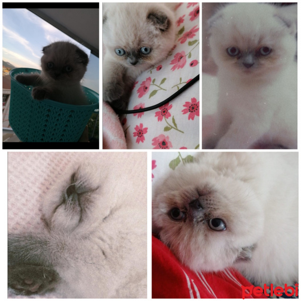 Siyam Kedisi, Kedi  Balım fotoğrafı