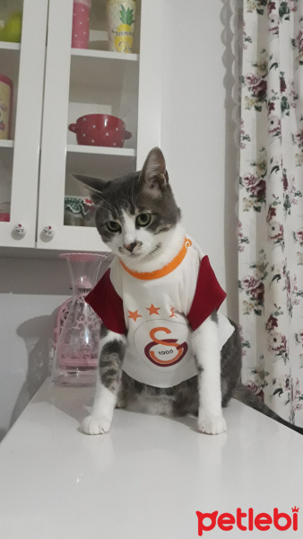Tekir Kedi, Kedi  Barut fotoğrafı