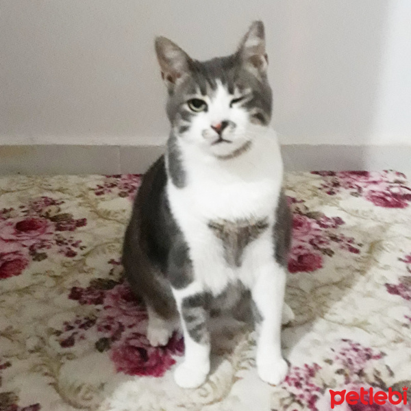 Tekir Kedi, Kedi  Barut fotoğrafı