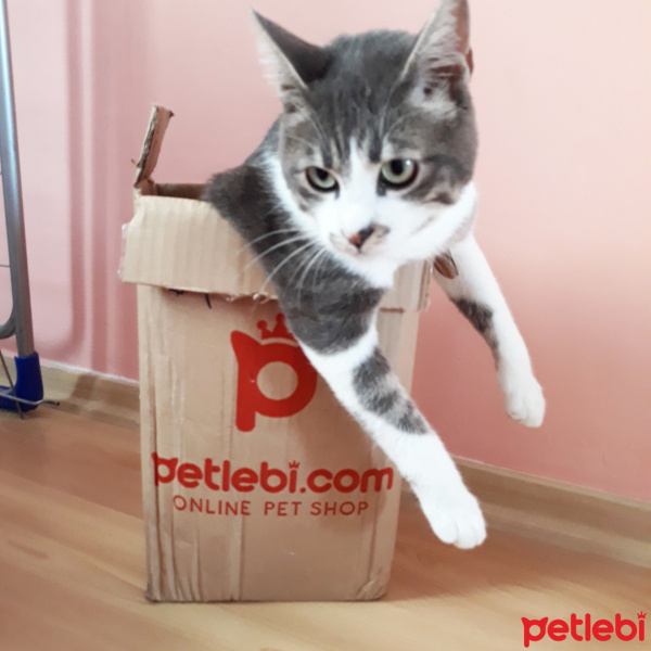 Tekir Kedi, Kedi  Barut fotoğrafı