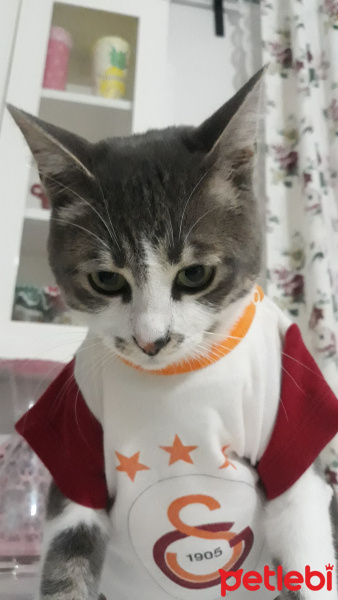 Tekir Kedi, Kedi  Barut fotoğrafı
