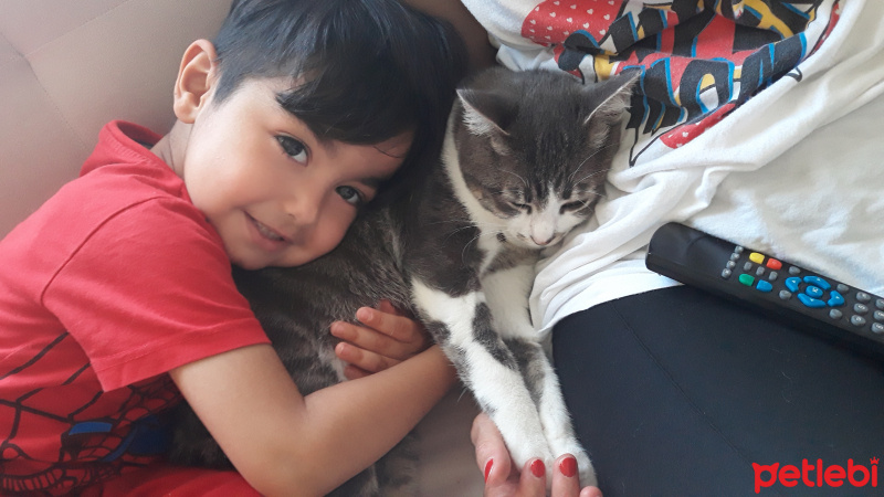 Tekir Kedi, Kedi  Barut fotoğrafı
