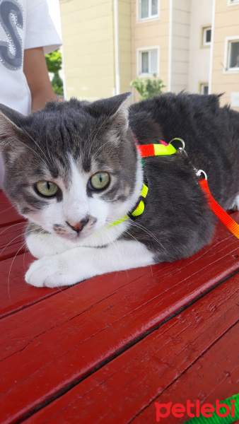 Tekir Kedi, Kedi  Barut fotoğrafı