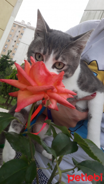 Tekir Kedi, Kedi  Barut fotoğrafı