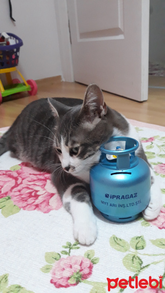 Tekir Kedi, Kedi  Barut fotoğrafı